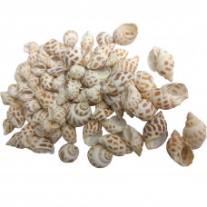 Мушля морська натуральна Равлик колір бежевий з коричневим малюнком 100 гр